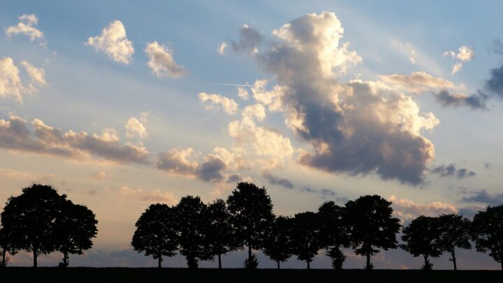 silviarita-trees-3383381_1920